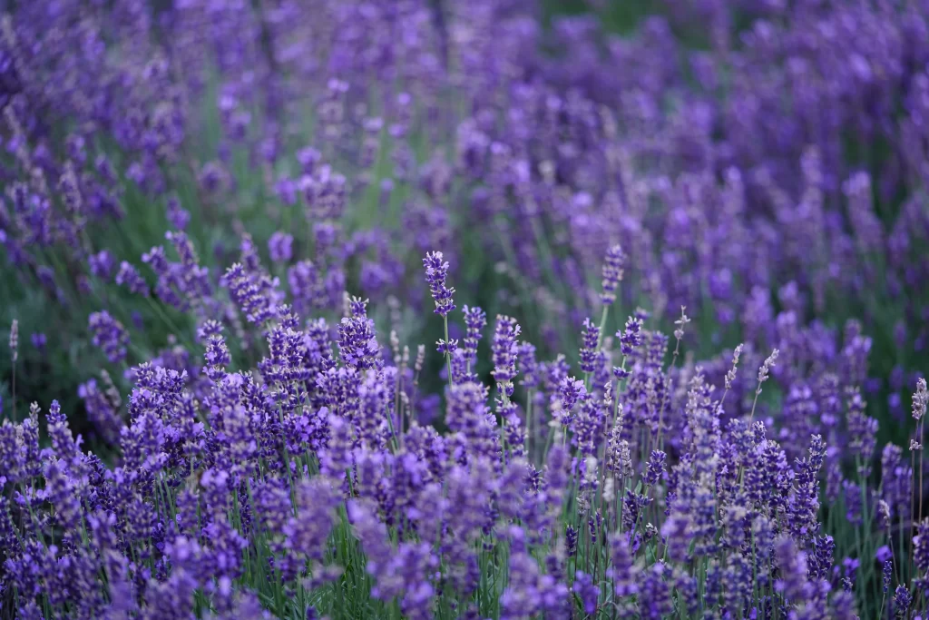 Purple Lavender Bloom Petals cool Field