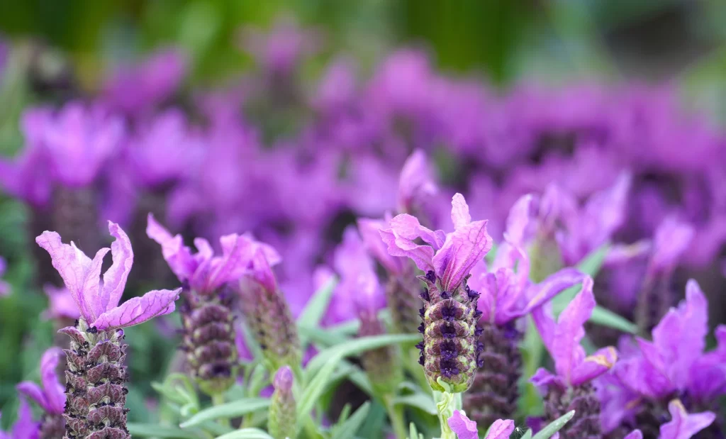 Purple Lavender Bloom Petals cool Greenery