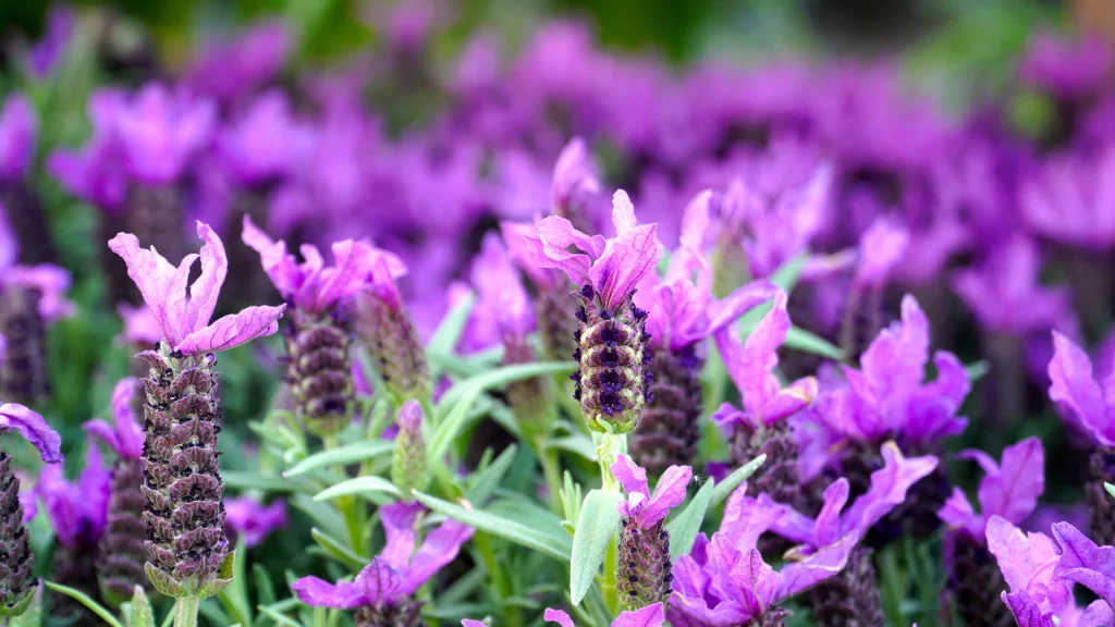 Purple Lavender Bloom Petals cool Greenery
