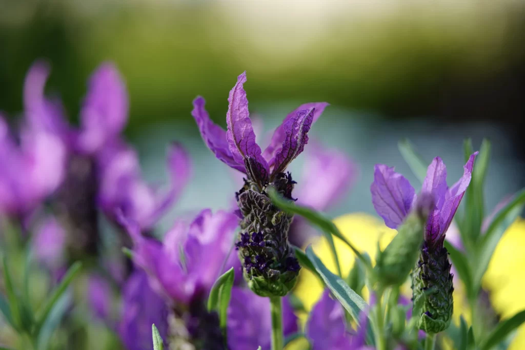 Purple Lavender Bloom Petals gray Greenery