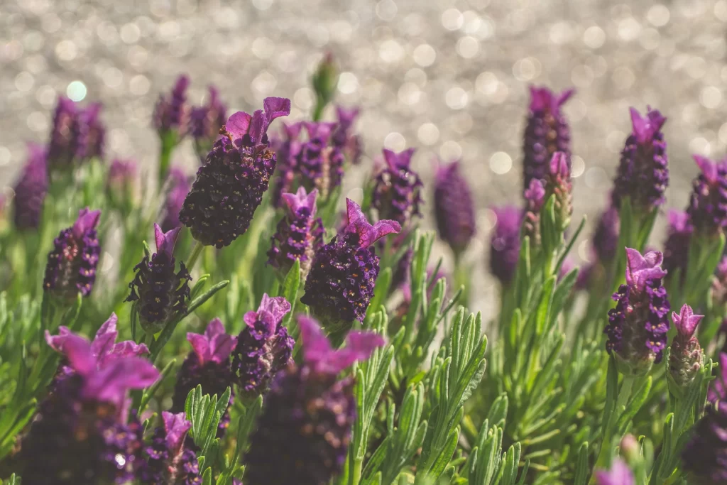 Purple Lavender Bloom Petals gray Greenery