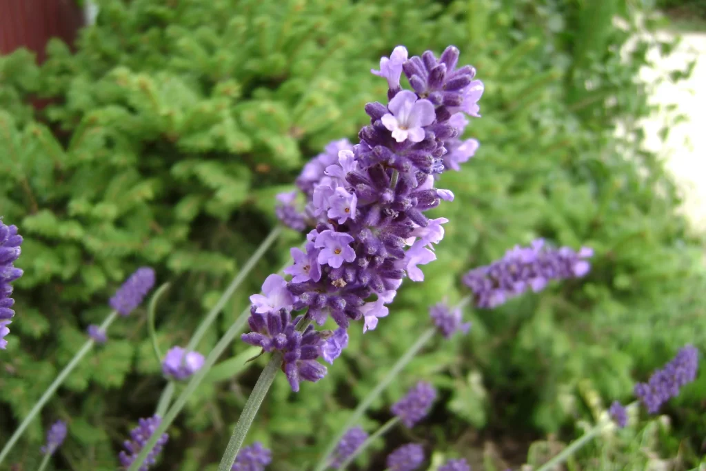 Purple Lavender Bloom Petals warm Greenery