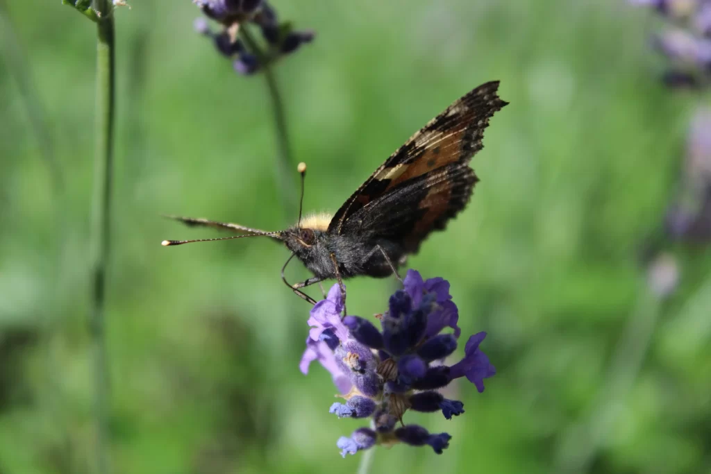 Purple Lavender Bloom Petals warm Greenery