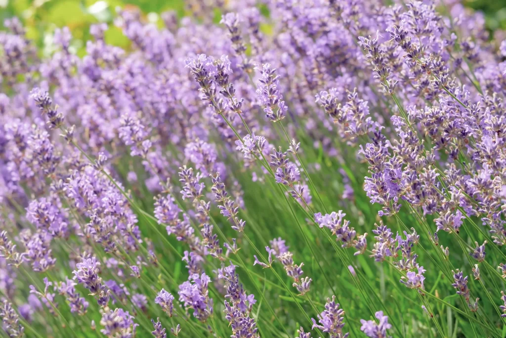 Purple Lavender Bloom Petals Green gray Stems