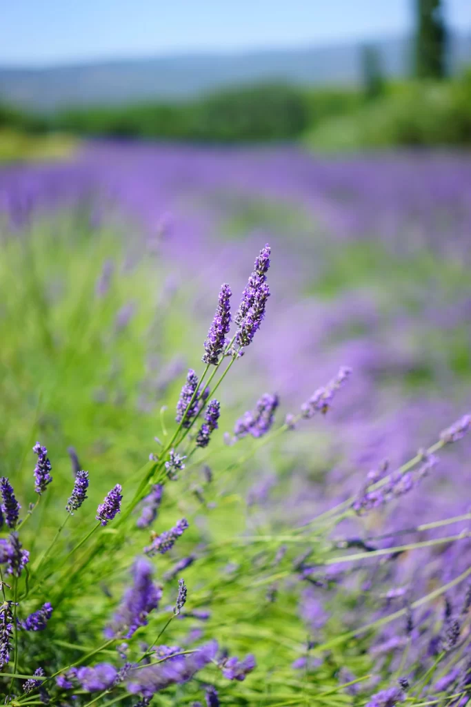 Purple Lavender Bloom Petals gray Field