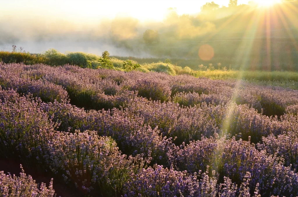 Purple Lavender Bloom Petals Field Sunlight