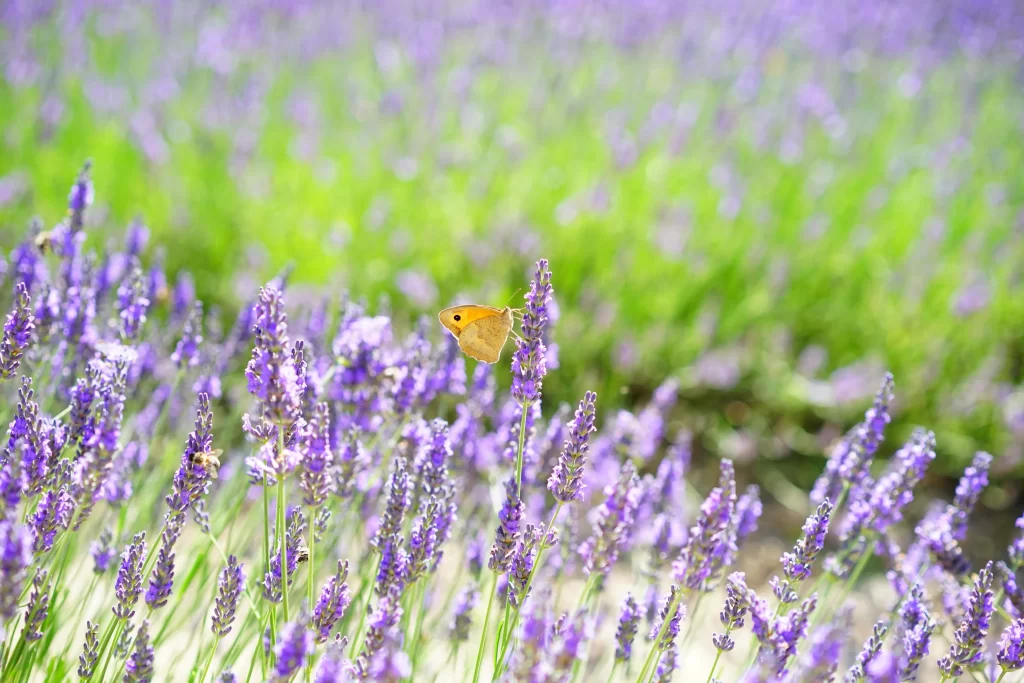 Purple Lavender Bloom Petals gray Field