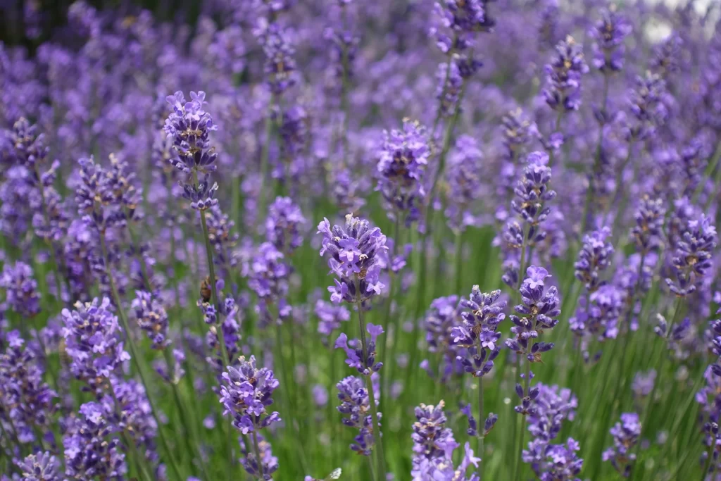 Purple Lavender Bloom Petals Green gray Stems