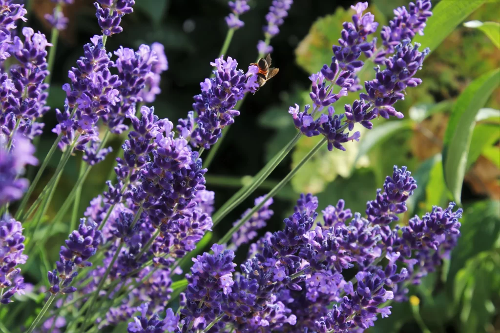 Purple Lavender Bloom Petals gray Bee