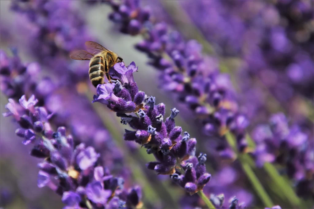 Purple Lavender Bloom Petals cool Bee