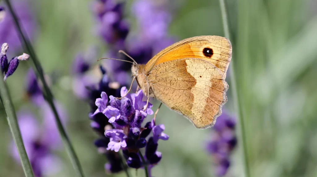 Purple Lavender Bloom Petals gray Greenery