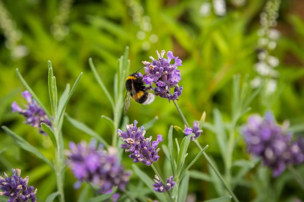 Purple Lavender Bloom Petals warm Bee