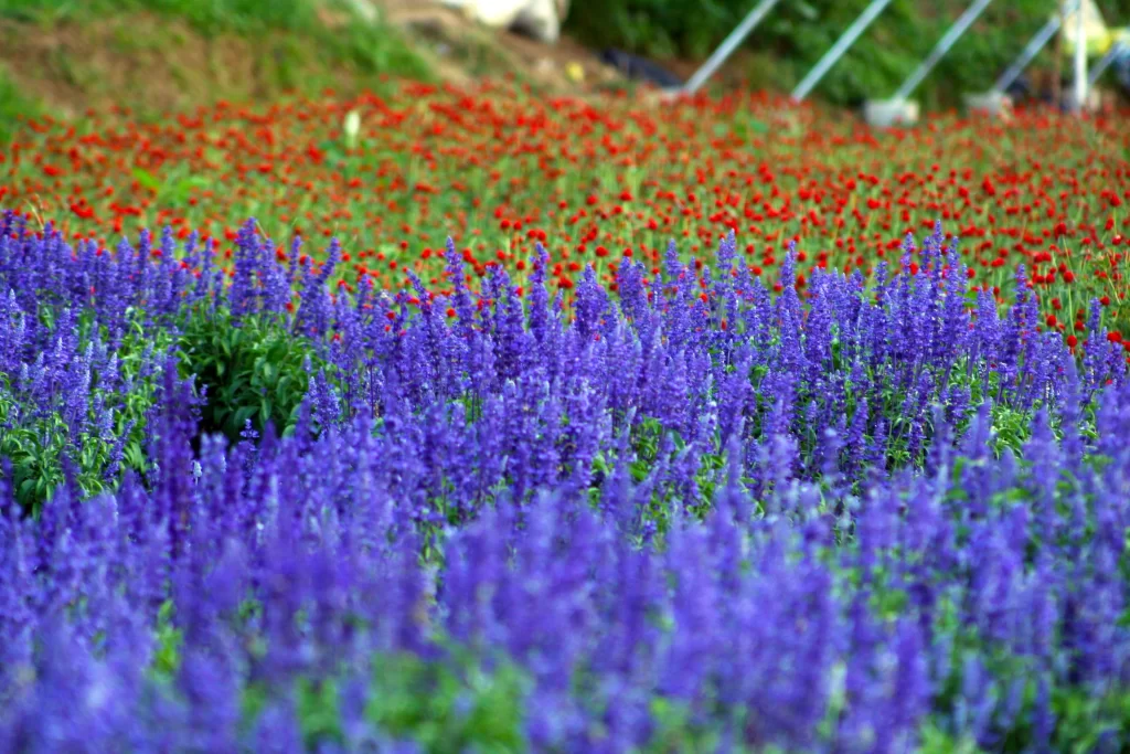 Purple Lavender Bloom Petals gray Field