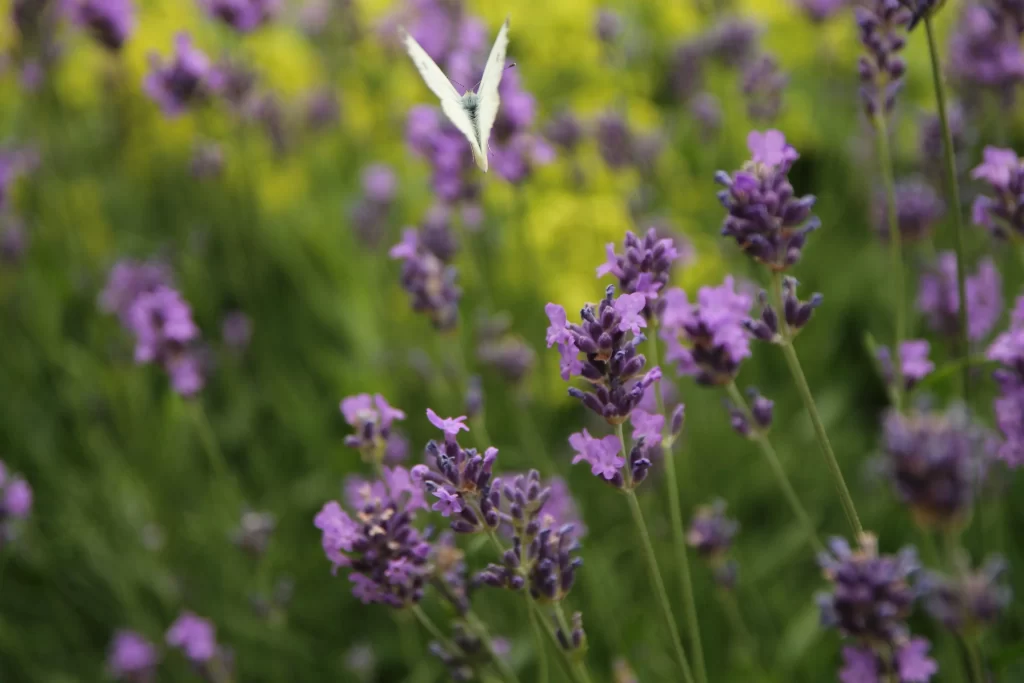 Purple Lavender Bloom Petals Greenery Butterfly