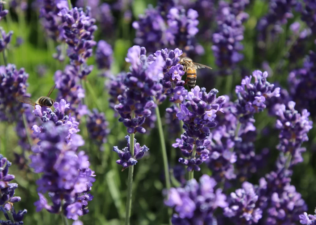 Purple Lavender Bloom Petals gray Bees