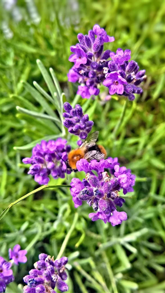 Purple Lavender Bloom Petals Bee warm Green