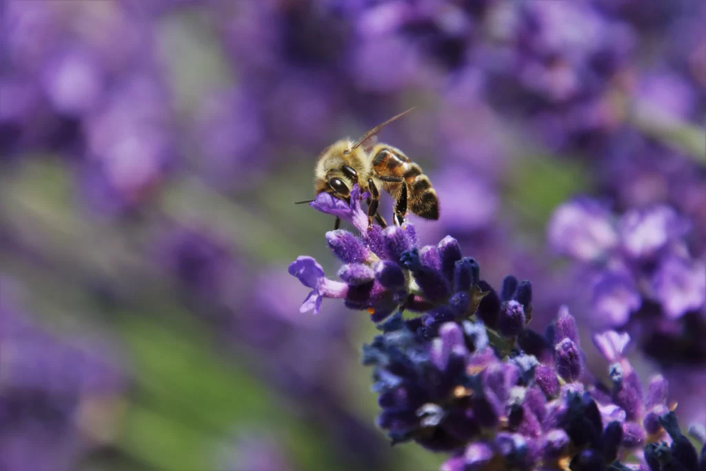 Purple Lavender Bloom Petals cool Bee