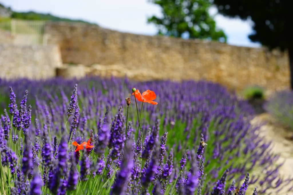 Purple Lavender Bloom Petals gray Greenery
