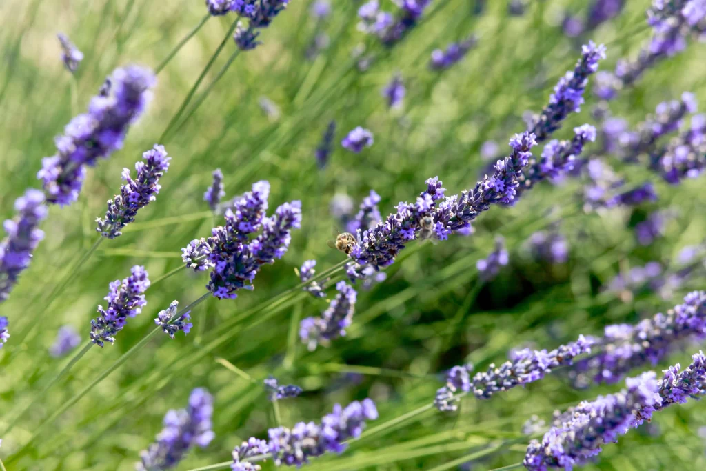 Purple Lavender Bloom Petals Green warm Stems