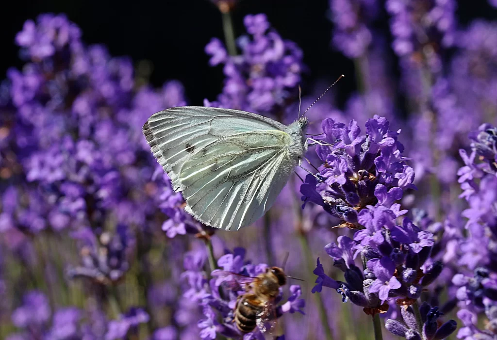 Purple Lavender Bloom Petals cool Butterfly