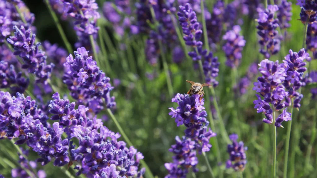 Purple Lavender Bloom Petals gray Bee