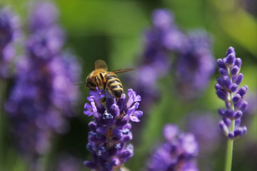 Purple Lavender Bloom Petals gray Bee