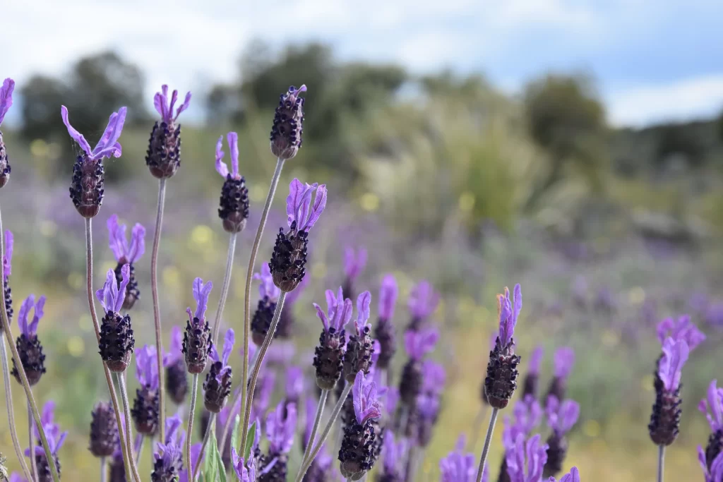 Purple Lavender Bloom Petals gray Field