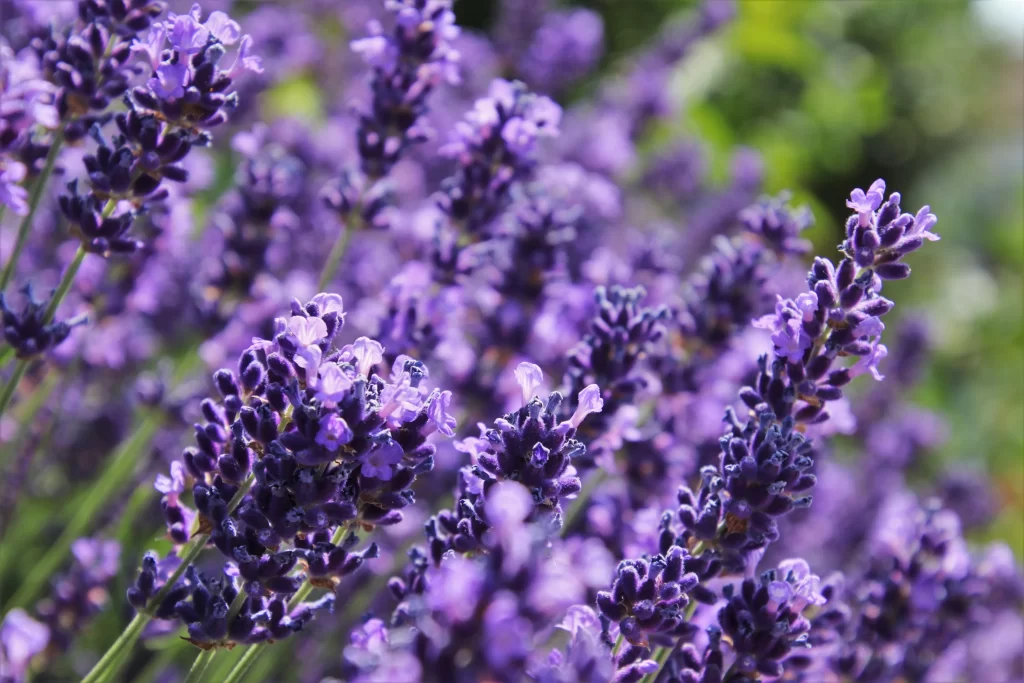 Purple Lavender Bloom Petals cool Greenery