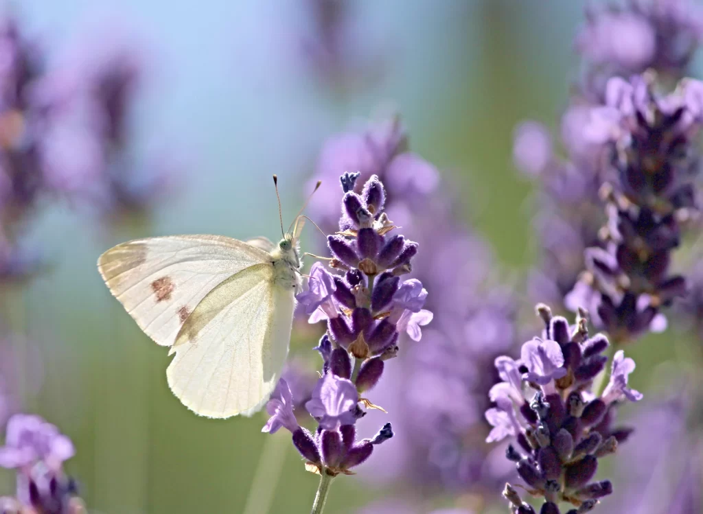 Purple Lavender Bloom Petals gray Butterfly