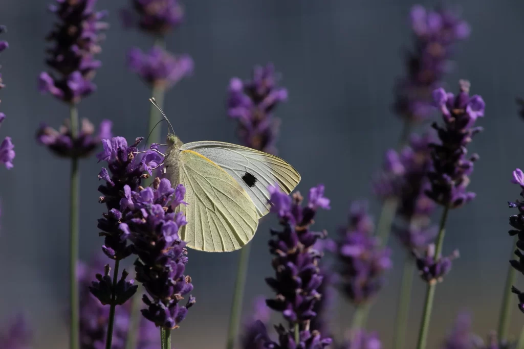 Purple Lavender Bloom Petals gray Butterfly