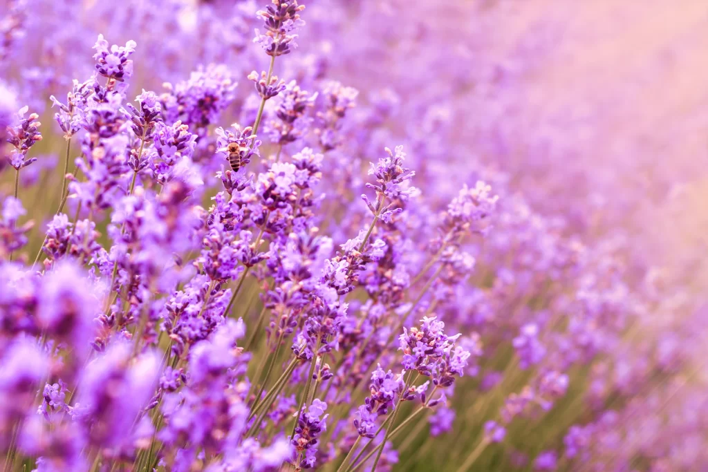 Purple Lavender Bloom Petals warm Field
