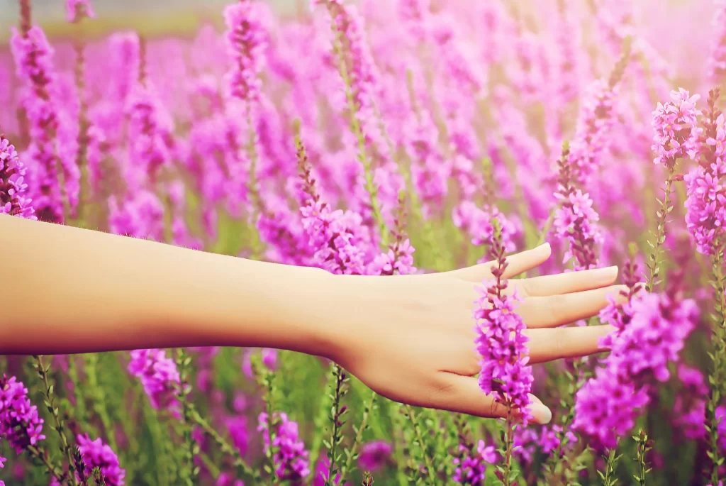 Purple Lavender Bloom Petals warm Field