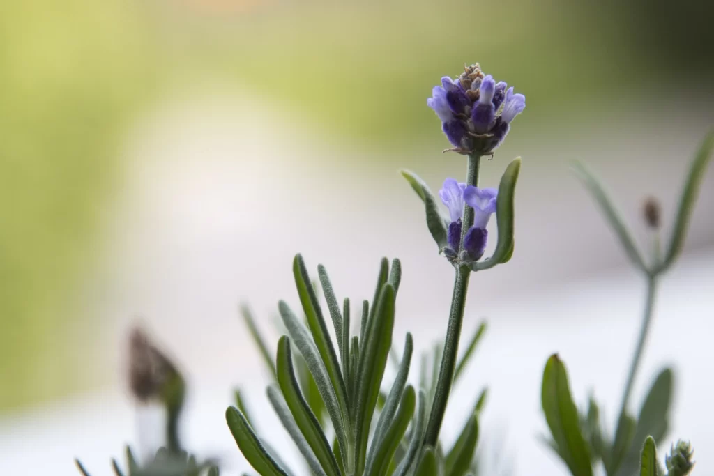 Purple Lavender Bloom Petals Green gray Leaves