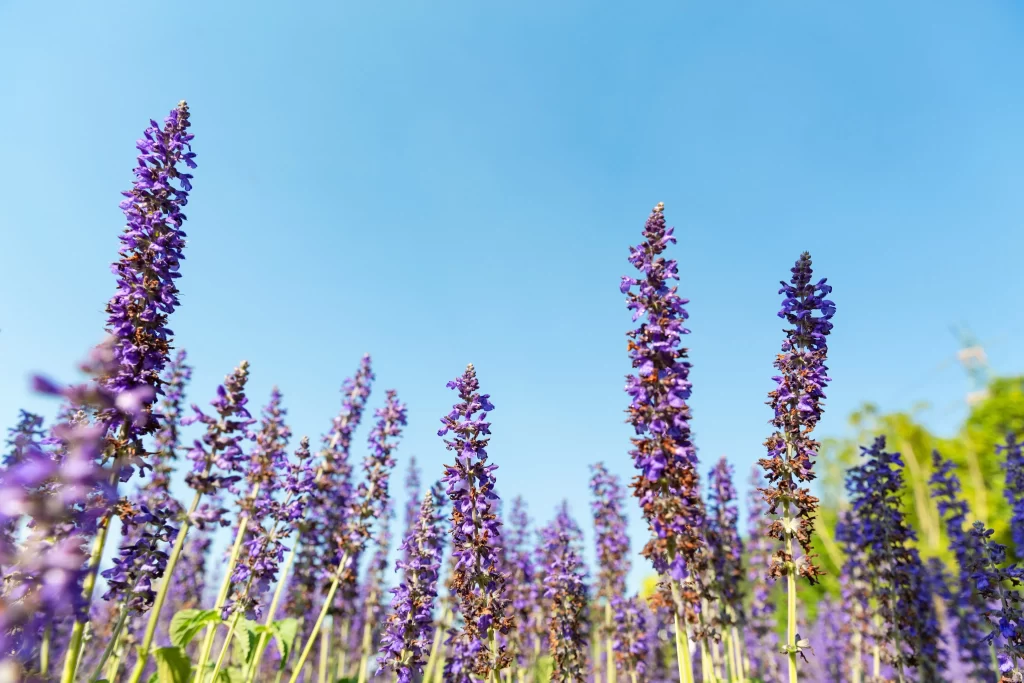 Purple Lavender Bloom Petals Tall Stems Clear Sky