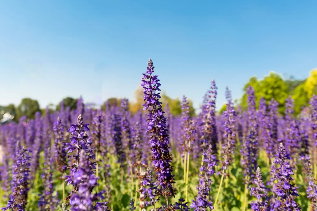 Purple Lavender Bloom Petals Field gray Greenery