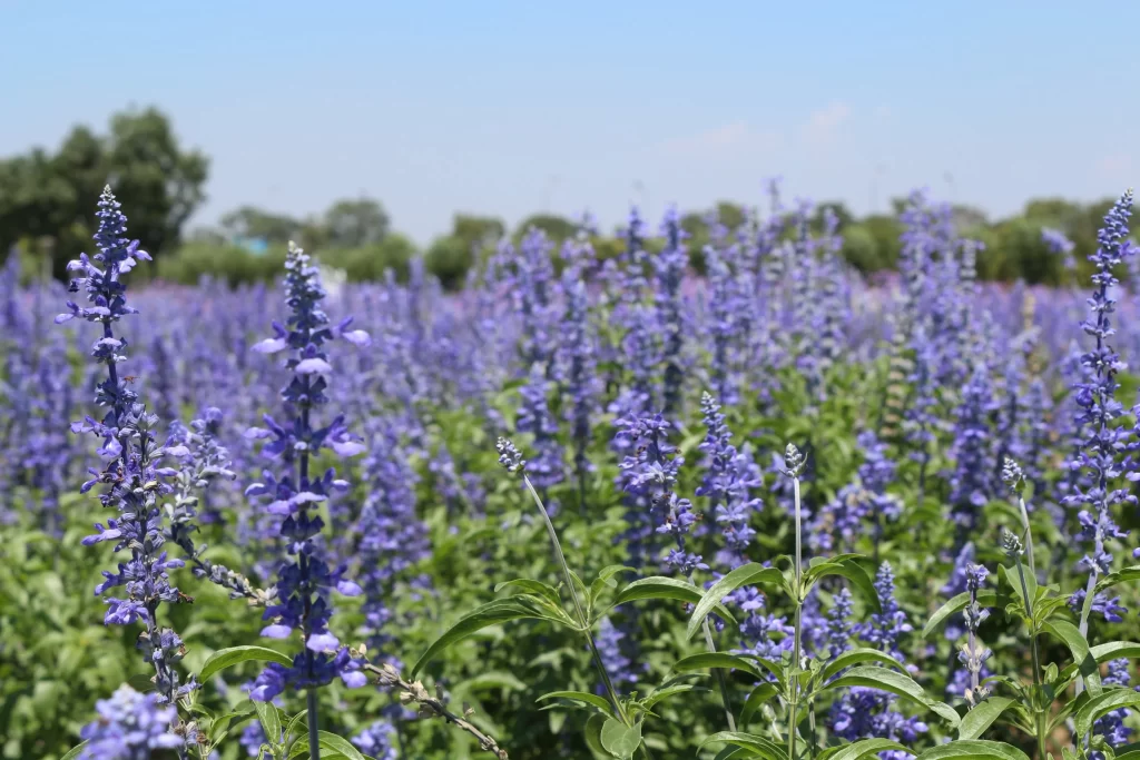 Purple Lavender Bloom Petals Field gray Greenery