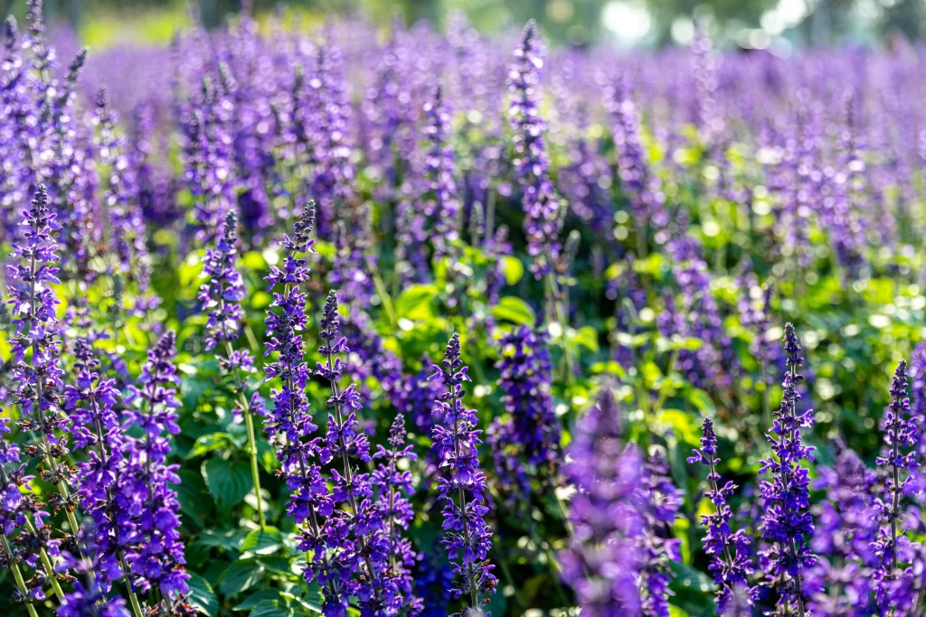 Purple Lavender Bloom Petals Green gray Leaves
