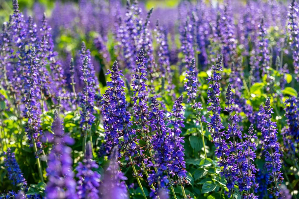 Purple Lavender Bloom Petals Greenery gray Sunlight