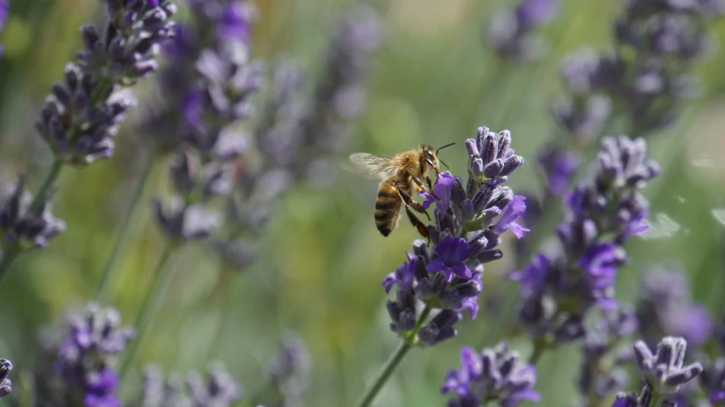 Purple Lavender Bloom Petals gray Bee