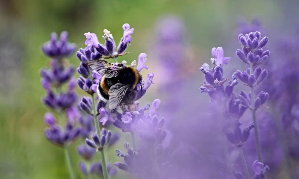 Purple Lavender Bloom Petals gray Bee
