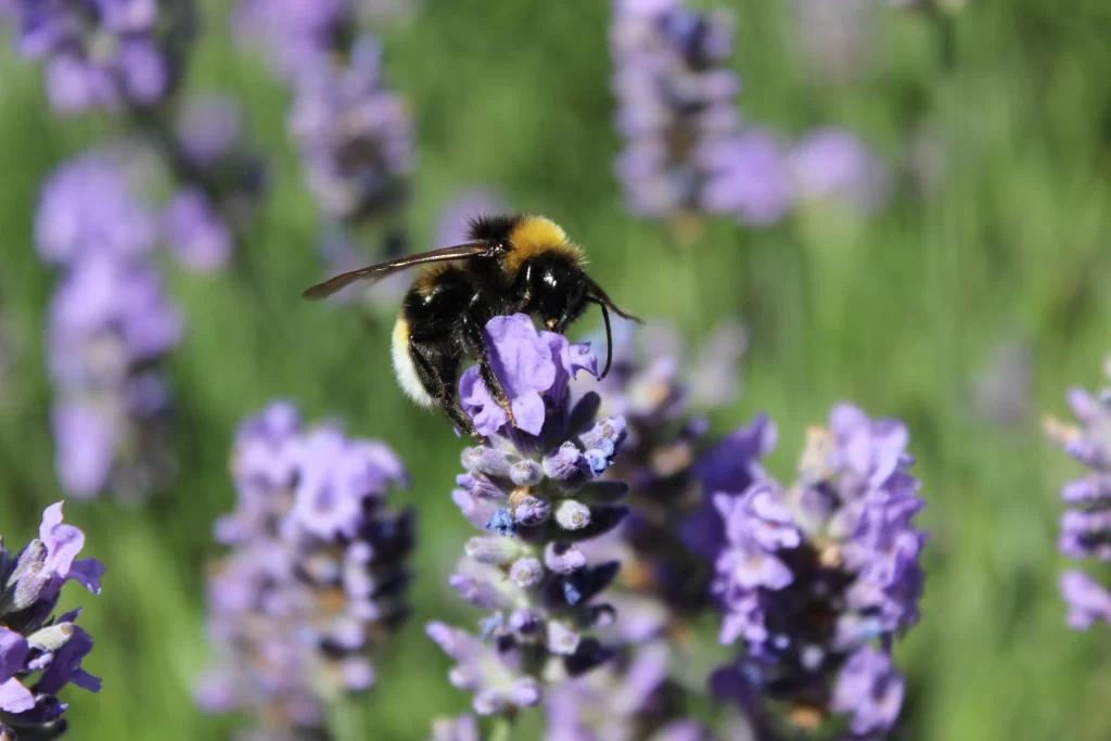 Purple Lavender Bloom Petals gray Bee