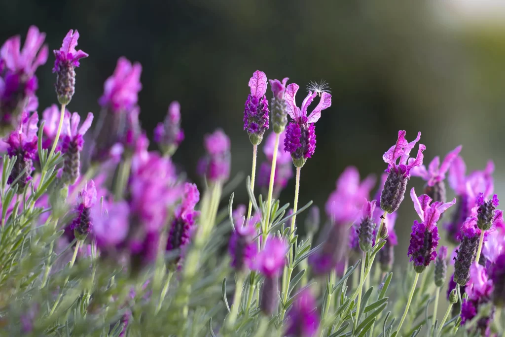 Purple Lavender Bloom Petals Green gray Stems