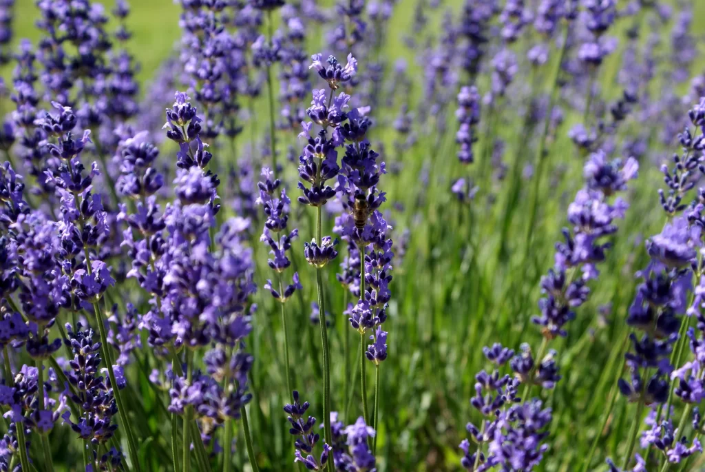 Purple Lavender Bloom Petals Green gray Stems
