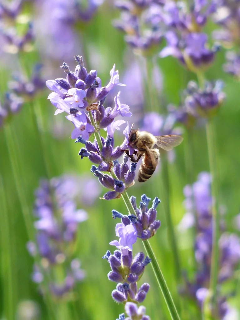 Purple Lavender Bloom Petals gray Bee