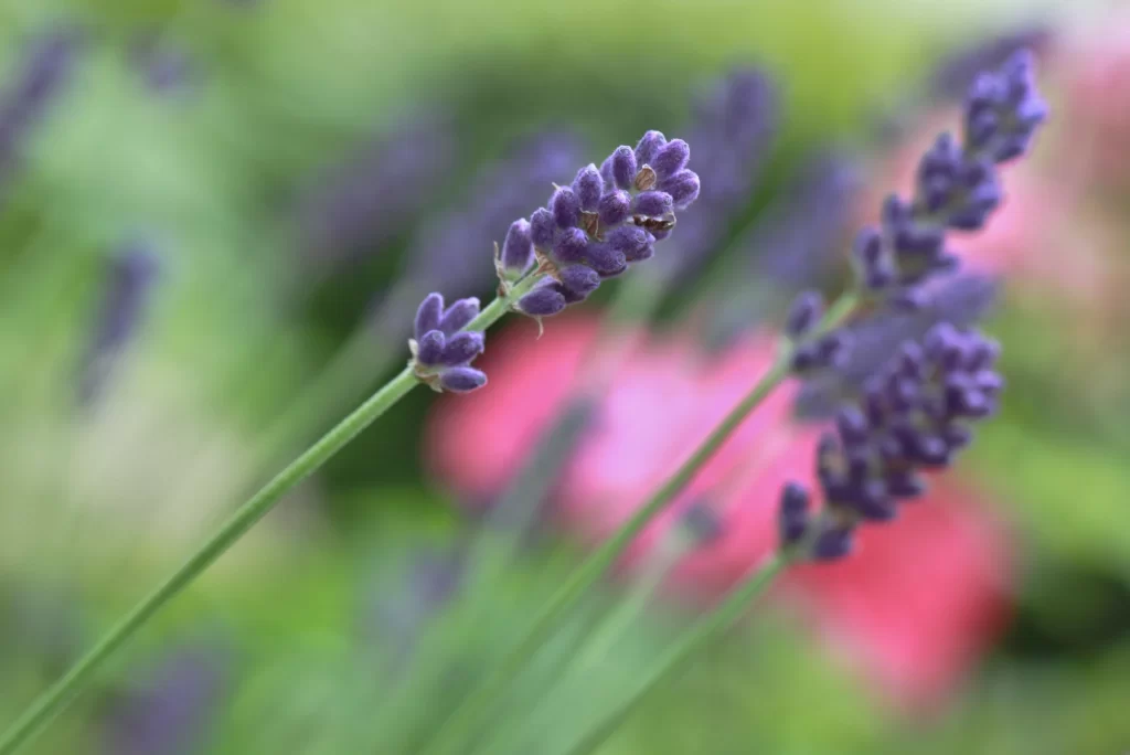 Purple Lavender Bloom Petals gray Garden