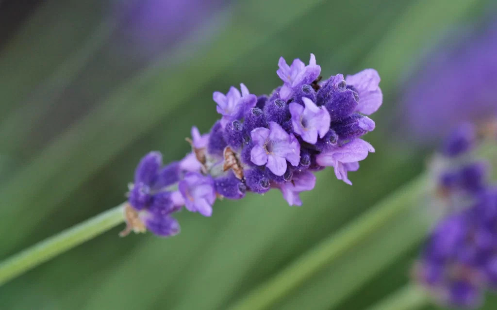 Purple Lavender Bloom Petals Green Stalk