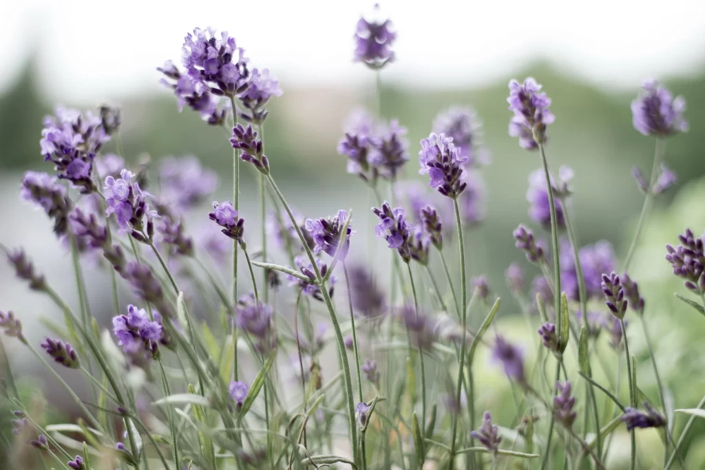 Purple Lavender Bloom Petals gray Greenery