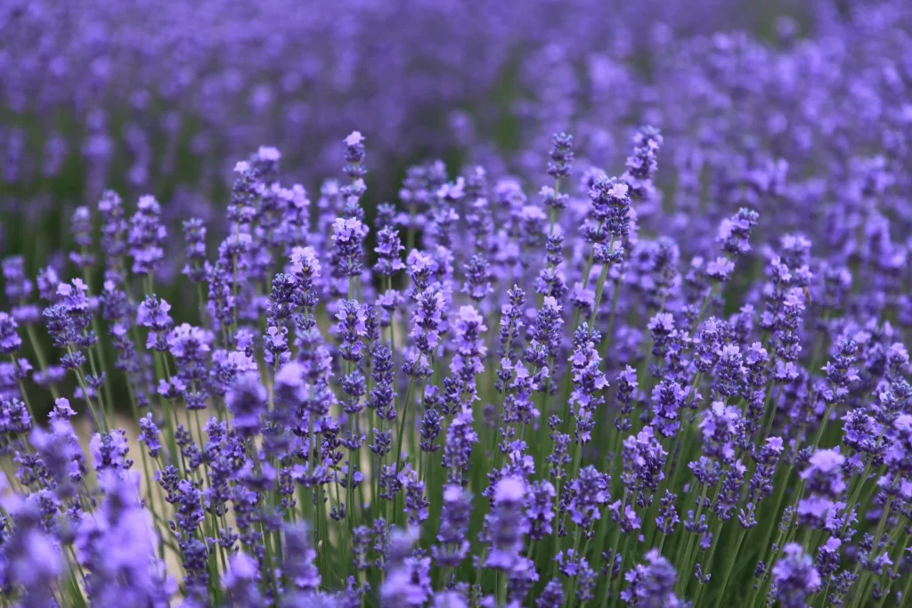 Purple Lavender Bloom Petals Dense cool Green