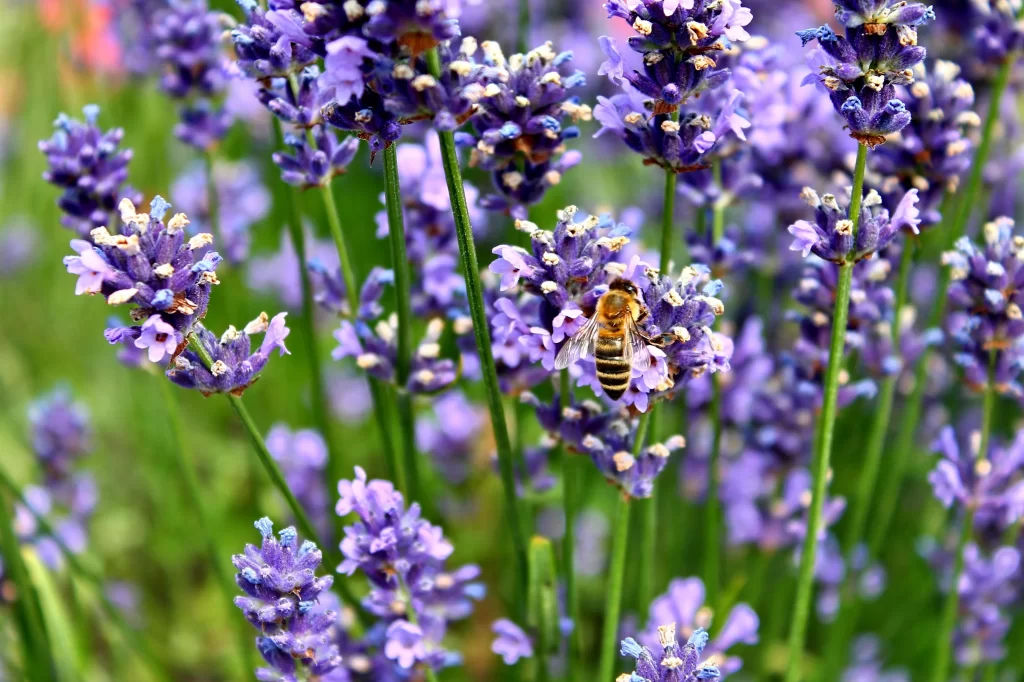 Purple Lavender Bloom Petals Bee gray Green