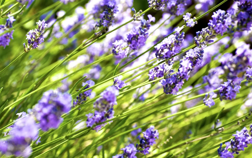 Purple Lavender Bloom Petals Green warm Stems